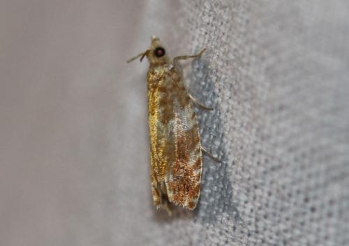 Réf. 325 898 : Epinotia abbreviana